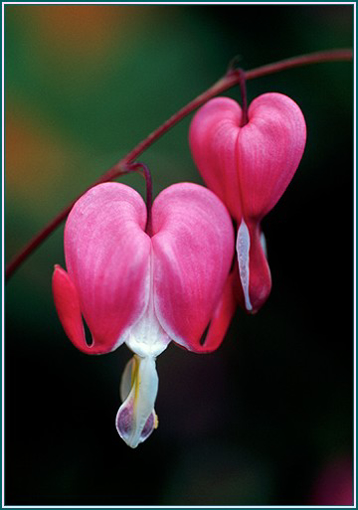 Bleeding Heart - Alaskan Research Flower Essence