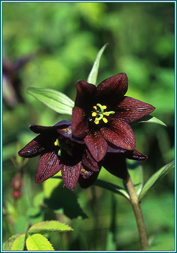 Chocolate Lily - Alaskan Research Flower Essence