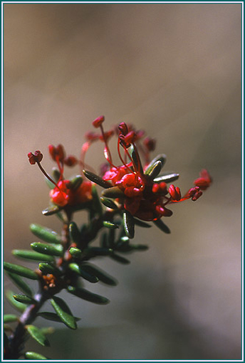 Crowberry- Alaskan Research Flower Essence