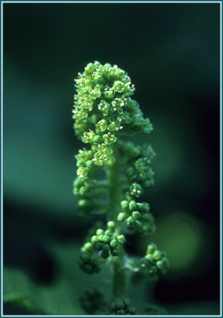 Devil's Club Devil's Club- Alaskan Research Flower Essence