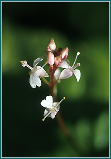 Enchanter's Nightshade- Alaskan Research Flower Essence