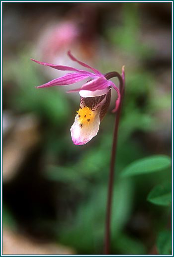 Fairy Slipper - Alaskan Research Flower Essence