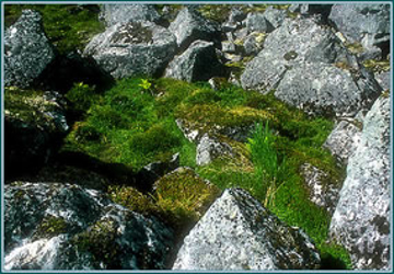 Stone Circle Stone Circle - Alaskan Environmental Essence