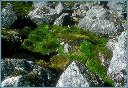 Stone Circle - Alaskan Environmental Essence