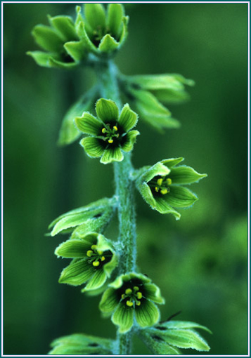 False Hellebore - Alaskan Research Flower Essence