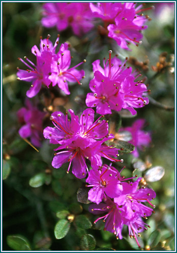 Lapland Rosebay - Alaskan Research Flower Essence
