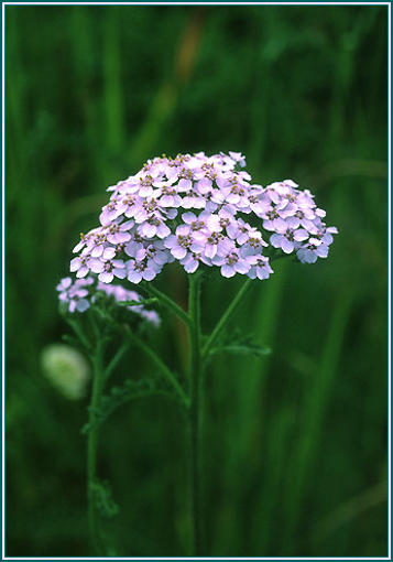 Lavender Yarrow - Alaskan Research Flower Essence