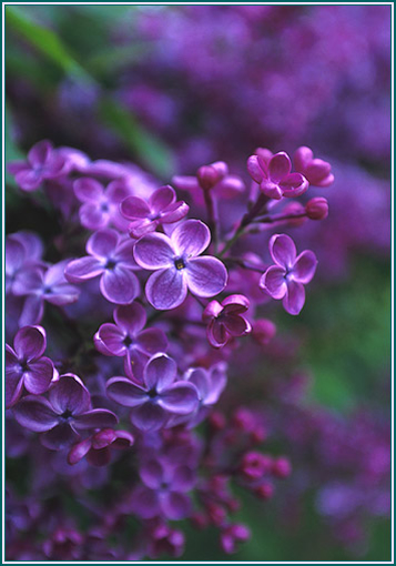 Lilac - Alaskan Research Flower Essence