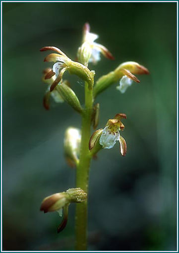Northern Coral Root - Alaskan Research Flower Essence