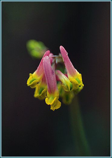 Pale Corydalis - Alaskan Research Flower Essence