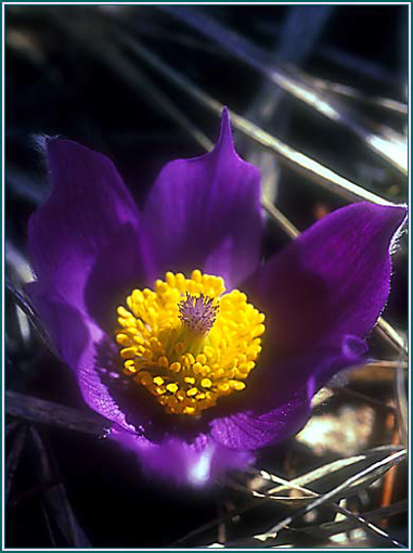 Pasque Flower - Alaskan Research Flower Essence