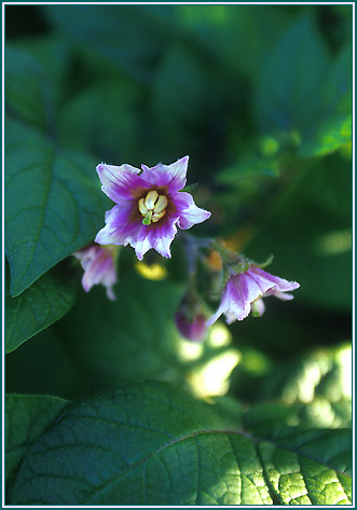 Potato - Alaskan Research Flower Essence