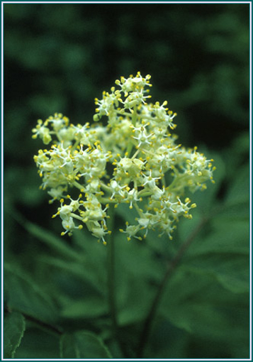 Red Elder - Alaskan Research Flower Essence