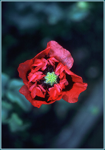 Red-Purple Poppy - Alaskan Research Flower Essence