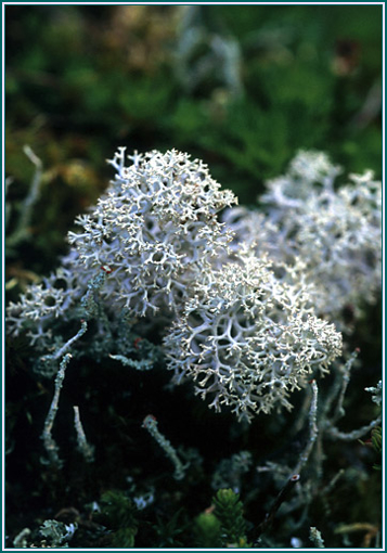 Reindeer Moss - Alaskan Research Flower Essence