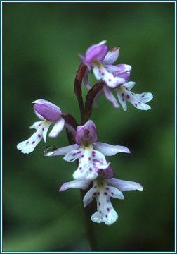 Round-Leaf Orchid Round-Leaf Orchid - Alaskan Research Flower Essence