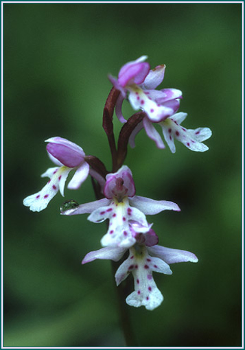 Round-Leaf Orchid - Alaskan Research Flower Essence