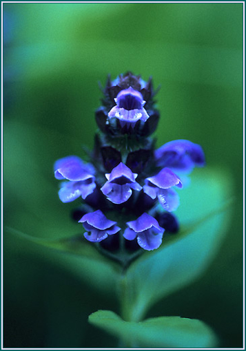 Self Heal - Alaskan Research Flower Essence