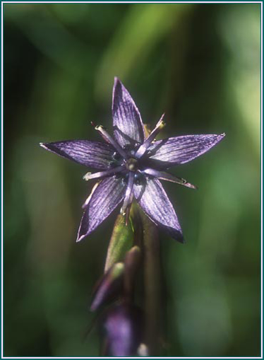 Star Gentian - Alaskan Research Flower Essence
