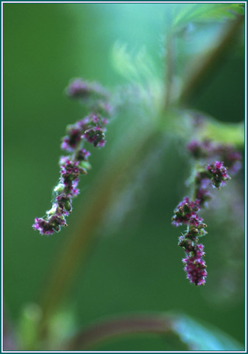 Stinging Nettle - Alaskan Research Flower Essence