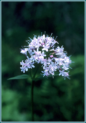 Valerian - Alaskan Research Flower Essence