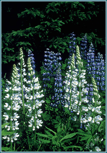 White Lupine - Alaskan Research Flower Essence