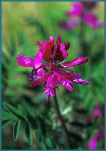 Wild Sweet Pea - Alaskan Research Flower Essence