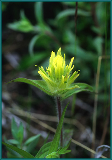 Yellow Paintbrush - Alaskan Research Flower Essence