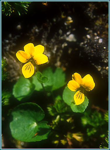 Yellow Violet - Alaskan Research Flower Essence