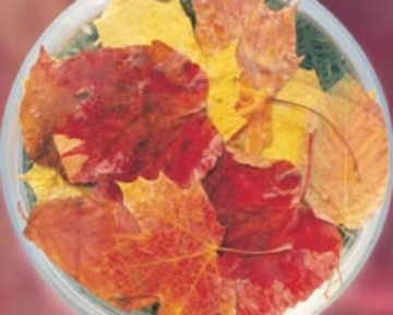 Autumn Leaves Autumn Leaves  Australian Bush Flower Essence