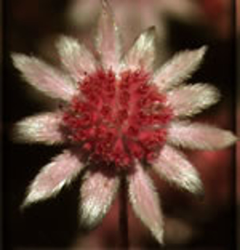 Pink Flannel Flower Pink Flannel Flower Australian Bush Flower Essence