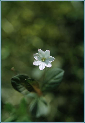 Starflower - Alaskan research Flower Essence