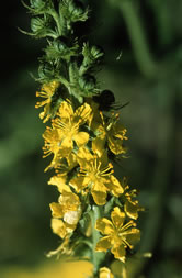 Bach Agrimony Flower Remedy.