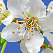 Cherry Plum Bach Flower Essence