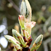 Chestnut Bud Bach Flower Essence