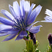 Chicory Bach Flower Essence