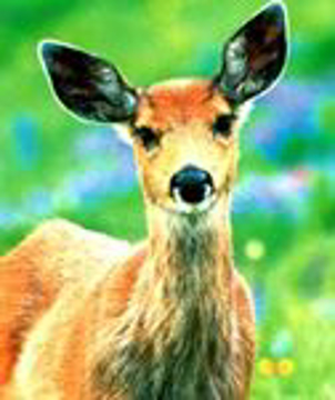 Deer Essence Deer Wild Earth Animal Essence