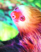 Sloth Wild Earth Animal Essence