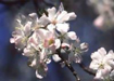Almond Flower Essence - 10ml stock
