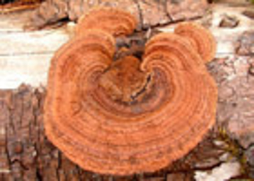 Conifer Mazegill Baily Flower Essence - 10ml stock Conifer Mazegill Baily Flower Essence - 10ml stock