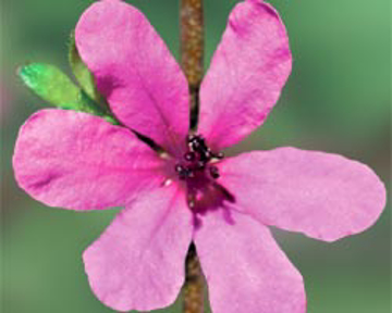 Dog Rose of the Wild Forces Dog Rose of the Wild Forces Australian Bush Flower Essence