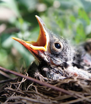 Robin Chick - Wild Child Animal Essence Robin Chick - Wild Child Animal Essence