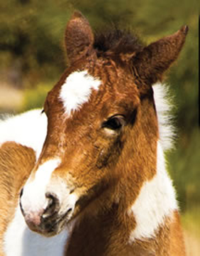 Wild Horse Foal - Wild Child Animal Essence Wild Horse Foal - Wild Child Animal Essence