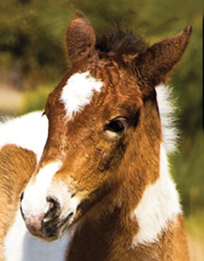 Wild Horse Foal - Wild Child Animal Essence