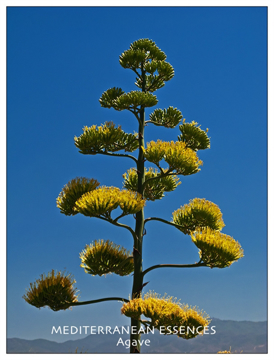 Agave Agave    Mediterranean Flower Essence