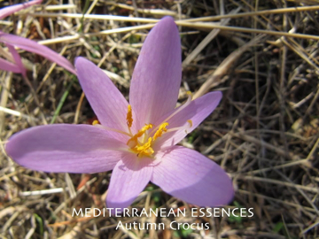 Autumn Crocus Autumn Crocus   Mediterranean Flower Essence