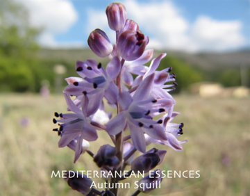 Autumn Squill Autumn Squill   Mediterranean Flower Essence