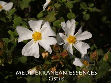 Cistus Cistus   Mediterranean Flower Essence