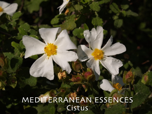 Cistus   Mediterranean Flower Essence