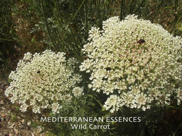 Wild Carrot Wild Carrot Mediterranean Flower Essence